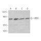 GPD2 Antibody (D-12) - Western Blotting - Image 374465 