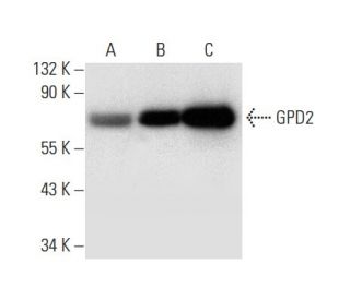 GPD2 Antibody (D-9) - Western Blotting - Image 296936