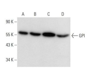 GPI Antibody (H-10) - Western Blotting - Image 304317 