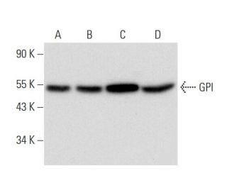 GPI Antibody (E-4) - Western Blotting - Image 304319