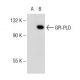 GPI-PLD Antibody (E-5) - Western Blotting - Image 145669 