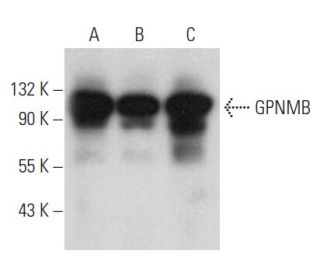 GPNMB Antibody (D-9) - Western Blotting - Image 354277 