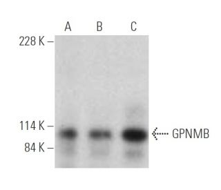 GPNMB Antibody (D-9) - Western Blotting - Image 394956