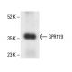GPR119 Antibody (D-5) - Western Blotting - Image 411311 
