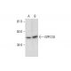 GPR120 Antibody (H-10) - Western Blotting - Image 289640 