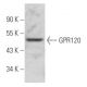 GPR120 Antibody (H-10) - Western Blotting - Image 354816