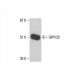 GPR120 Antibody (H-10) - Western Blotting - Image 393005 
