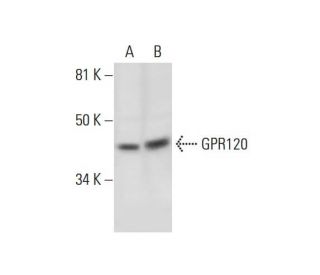 western blotting image from recommended GPR120 (H-10) monoclonal antibody replacement. Image 289640