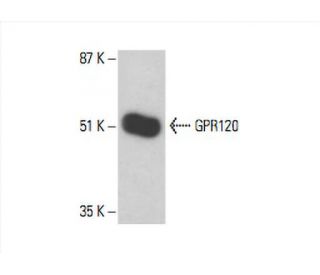 GPR120 Antibody (H-10) - Western Blotting - Image 393005