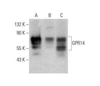 western blotting image from recommended GPR14 (D-4) monoclonal antibody replacement. Image 351668