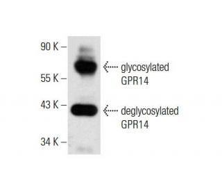 GPR14 Antibody (D-4) - Western Blotting - Image 320247