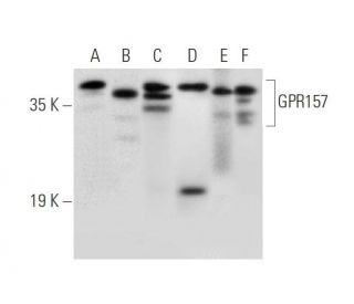 GPR157 Antibody (G-5) - Western Blotting - Image 309494