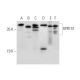 GPR157 Antibody (G-5) - Western Blotting - Image 309494