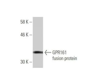 GPR161 Antibody (1B2) - Western Blotting - Image 349543