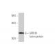 GPR161 Antibody (1B2) - Western Blotting - Image 349543