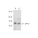 GPR17 Antibody (A-10) - Western Blotting - Image 326557