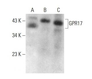 GPR17 Antibody (A-10) - Western Blotting - Image 375495 