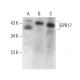 GPR17 Antibody (A-10) - Western Blotting - Image 375495 