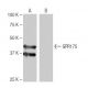 GPR175 Antibody (6H2) - Western Blotting - Image 64951 