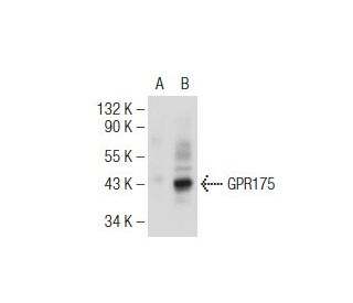 GPR175 Antibody (6H2) - Western Blotting - Image 125722 