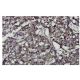 GPR3 Antibody (18-L) - Immunohistochemistry - Image 35965 