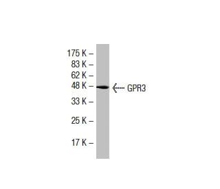 GPR3 Antibody (18-L) - Western Blotting - Image 33674 