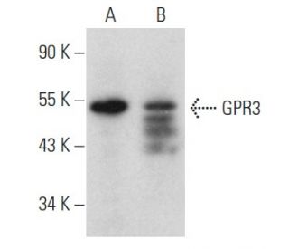 GPR3 Antibody (C-9) - Western Blotting - Image 354280 