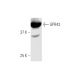 GPR43 Antibody (3B3) - Western Blotting - Image 347556