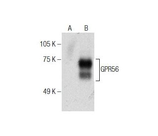 GPR56 Antibody (G-6) - Western Blotting - Image 286866 