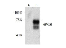 GPR56 Antibody (G6) SCBT Santa Cruz Biotechnology