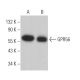 GPR56 Antibody (G-6) - Western Blotting - Image 366359