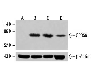 GPR56 Antibody (G-6) - Western Blotting - Image 415019