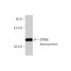 GPR84 Antibody (1D9) - Western Blotting - Image 349586