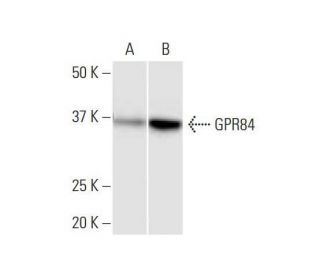GPR84 Antibody (1D9) - Western Blotting - Image 352194 