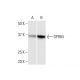GPR84 Antibody (1D9) - Western Blotting - Image 352194 
