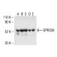 GPRC5B Antibody (A-8) - Western Blotting - Image 404947