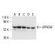 GPRC5B Antibody (A-8) - Western Blotting - Image 404948 