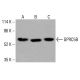 GPRC5B Antibody (A-8) - Western Blotting - Image 416506