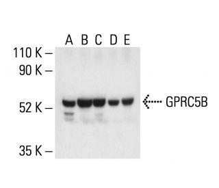 GPRC5B Antibody (A-8) - Western Blotting - Image 404947