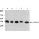 GPRC5D Antibody (E-2) - Western Blotting - Image 386851 