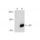 GPT Antibody (B-1) - Western Blotting - Image 132699