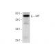 GPT Antibody (B-1) - Western Blotting - Image 304954 