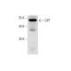 GPT Antibody (E-4) - Western Blotting - Image 304955 