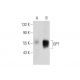 GPT Antibody (G-9) - Western Blotting - Image 129309 