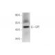 GPT Antibody (G-9) - Western Blotting - Image 304953 