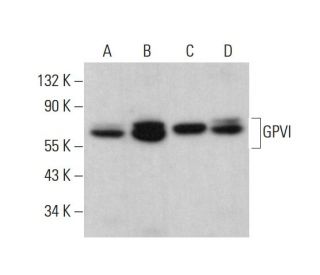 GPVI Antibody (H-139): sc-20149