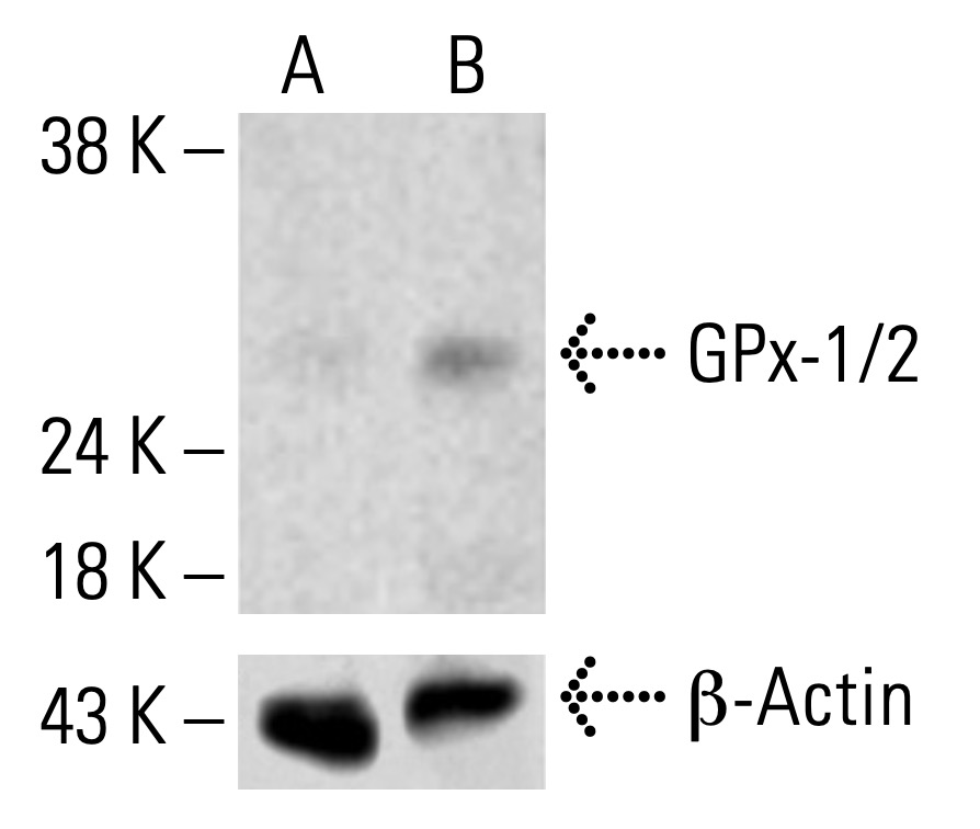 Glutathione Peroxidase 1/2/GPX1/2 Antibody (B-6) | SCBT - Santa Cruz Biotechnology Glutathione Peroxidase 1/2/GPX1/2 Antibody (B-6) | SCBT - Santa Cruz Biotechnology