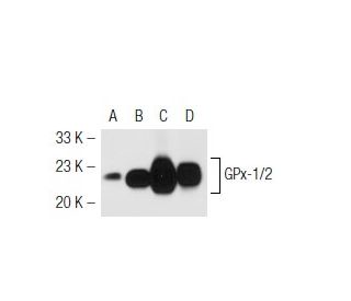 Glutathione Peroxidase 1/2/GPX1/2 Antibody (D-12) - Western Blotting - Image 42512 