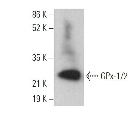 gpx-1-2-antibody-d-12-western-