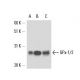 Glutathione Peroxidase 1/2/GPX1/2 Antibody (E-7) - Western Blotting - Image 17035